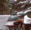 Pine Marten in a Pan by F Smith